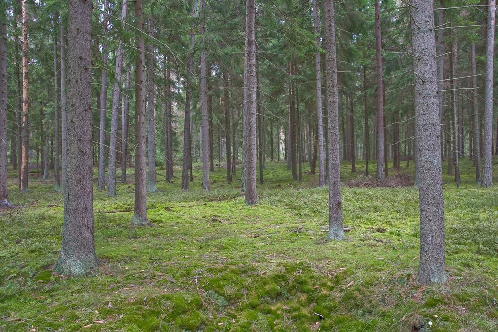 Agroturystyka Sominy Piotr Zewnętrze zdjęcie
