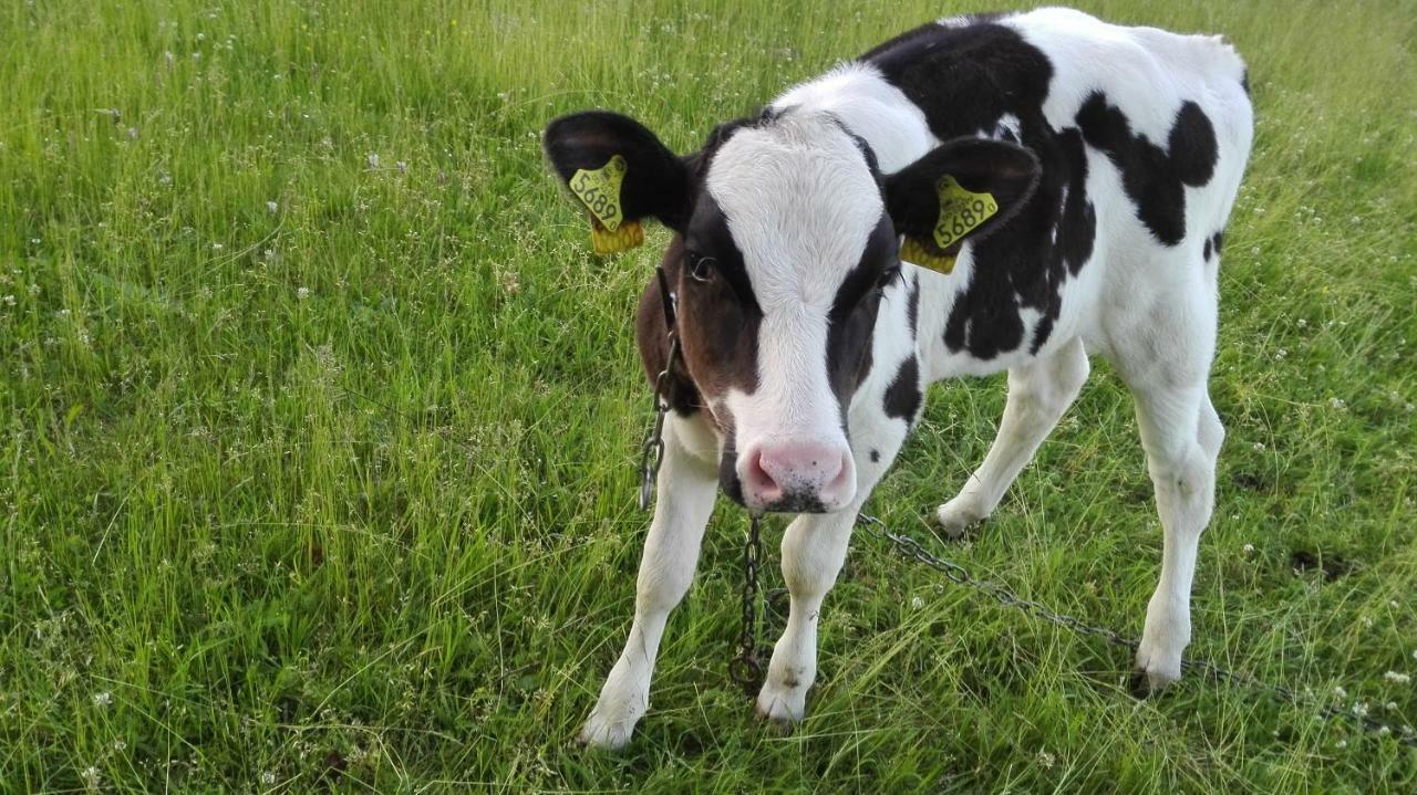 Agroturystyka Sominy Piotr Zewnętrze zdjęcie