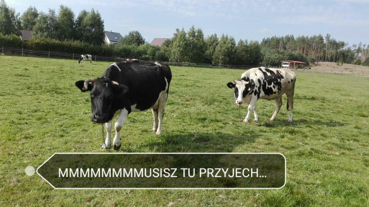 Agroturystyka Sominy Piotr Zewnętrze zdjęcie